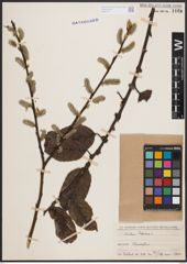 Foto von Salix caprea L.